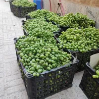 غوره غریب