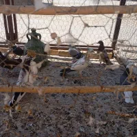 کفتر تیرماهی جوجه و نرو ماده