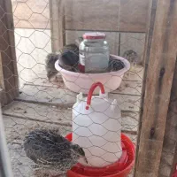 بلدرچین