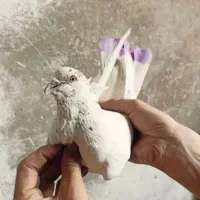 کفتر|پرنده|تهران, خانی آباد نو جنوبی|دیوار