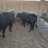 گوساله گیل دورگ چاق