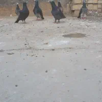 المانی قلدور بضمانت.جوجه