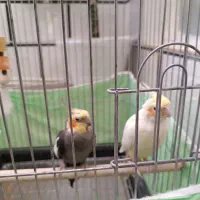 یک جفت عروس هلندی نر و ماده