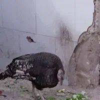 بوقلمون ماده