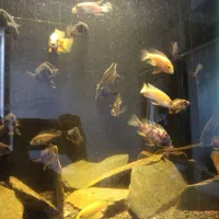 سیچلاید مالاوی