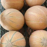 خریدار ملون جانا طالبی