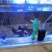 آکواریوم. ماهی .