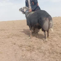 قوچ|حیوانات مزرعه|جنگل, |دیوار