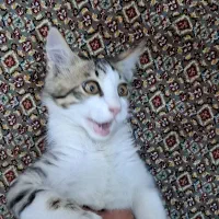 واگذاری گربه نر دو ماهه