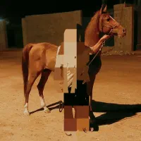 اسب عرب  خالص با  مدرک  نریون