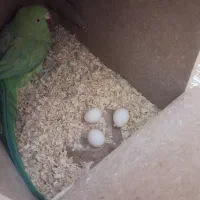 ملنگو ماده بالغ
