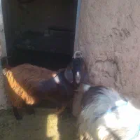 بزغاله