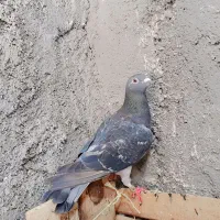 کفتر چاپی