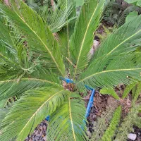 گل سیکاس