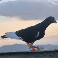 قره مینا سیاه