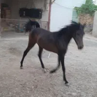 کره‌ مادیون ۱۴ماهه