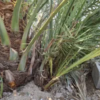 دمیت برحی