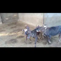 گوساله گاو گوسفند
