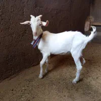 بزغاله سانن اصل