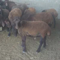 بره نر همو هترو