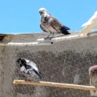 کبوتر زیر کت رنگی