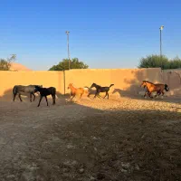 پانسیون و نگهداری از اسب در باشگاه سوارکاری طاووس