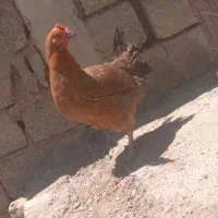 دو عدد مرغ محلی