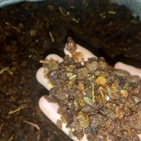 کشمش|خوردنی و آشامیدنی|لالجین, |دیوار