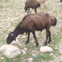 باسلام فروش تعداد80راس گوسفند افغانی و20 راس ترکی