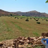 یونجه