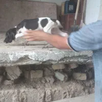 توله سگ شکاری نژاد پنتر المان