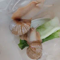 حلزون برای پاک سازی