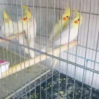 عروس هلندی.برزیلی.مرغ عشق.