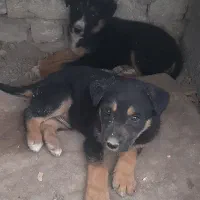 واگذاری ژرمن