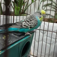 یک عددمرغ عشق ماده اماده جفت گیری