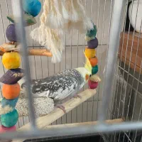 ۲ جوجه عروس هلندی سه ماهه