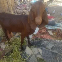 بز و بزغاله