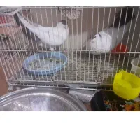 سلام کبوتر معاوضه با مرغ تخمی
