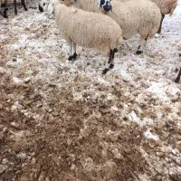 میش سفید|حیوانات مزرعه|کدکن, |دیوار