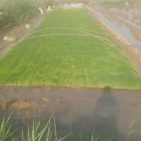 فروش نشاء سینی برنج