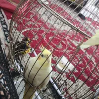 عروس هلندی 6ماهه