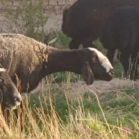 میش شال
