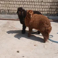 بره|سگ|بندر ماهشهر, |دیوار