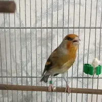 سهره قناری دهن لر سبک محمود نقاش