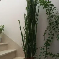 گل فروشی