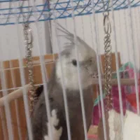 یک عدد عروس هلندی نر اهلی وسخنگو