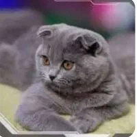 گربه اسکاتیش دبل فولد نر ماده باِلغ