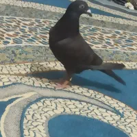 زاغ نر پرقور