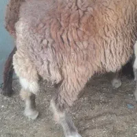 بره|حیوانات مزرعه|بندر ترکمن, |دیوار