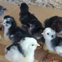 جوجه گلین،پنگوئنی